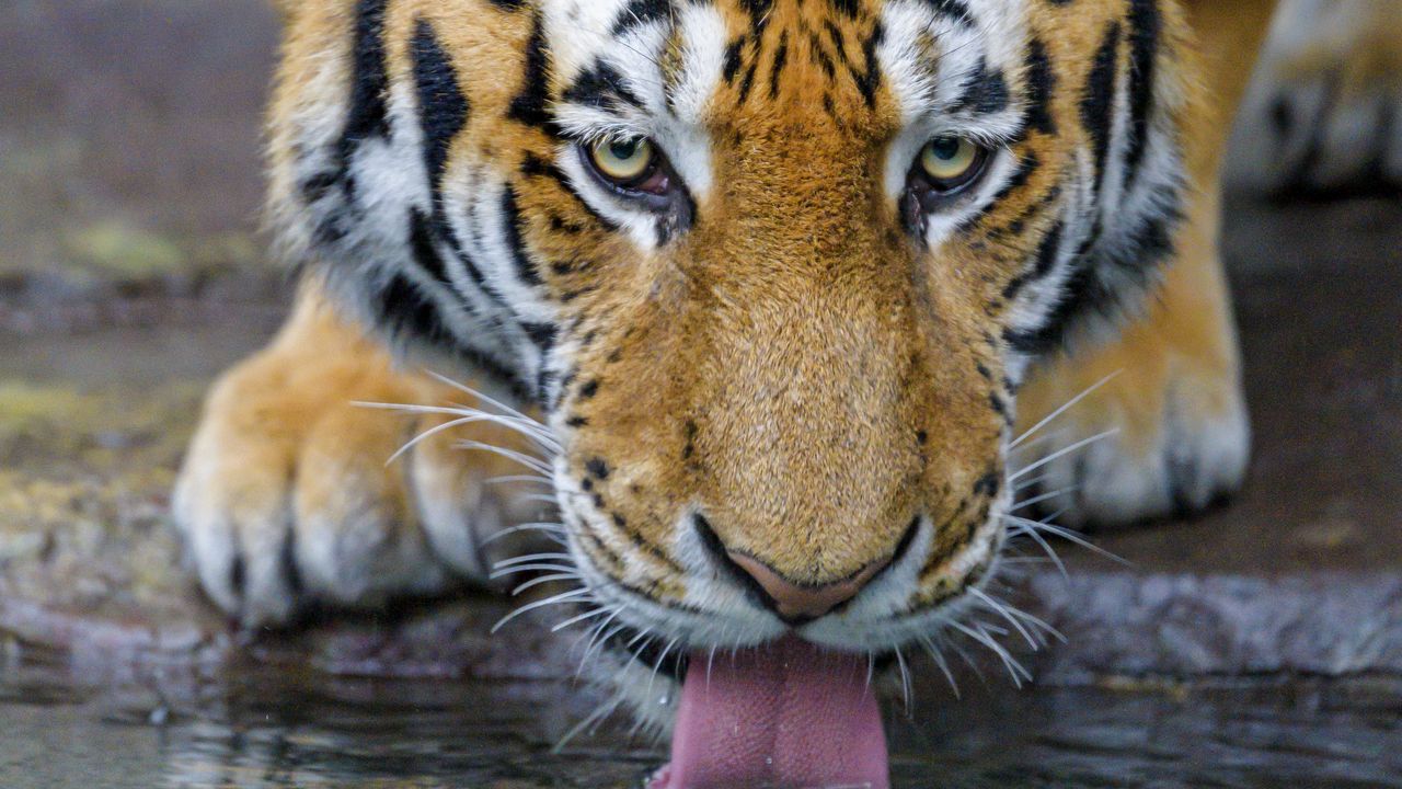 Wallpaper tiger, protruding tongue, water, predator, big cat