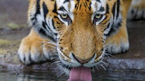 Preview wallpaper tiger, protruding tongue, water, predator, big cat