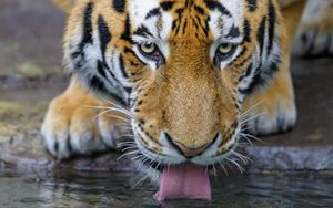 Preview wallpaper tiger, protruding tongue, water, predator, big cat