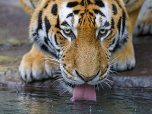 Preview wallpaper tiger, protruding tongue, water, predator, big cat