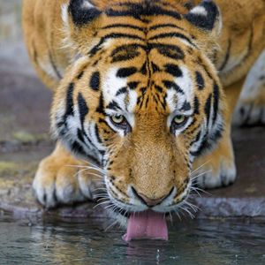 Preview wallpaper tiger, protruding tongue, water, predator, big cat