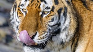 Preview wallpaper tiger, protruding tonguet, animal, predator, brown