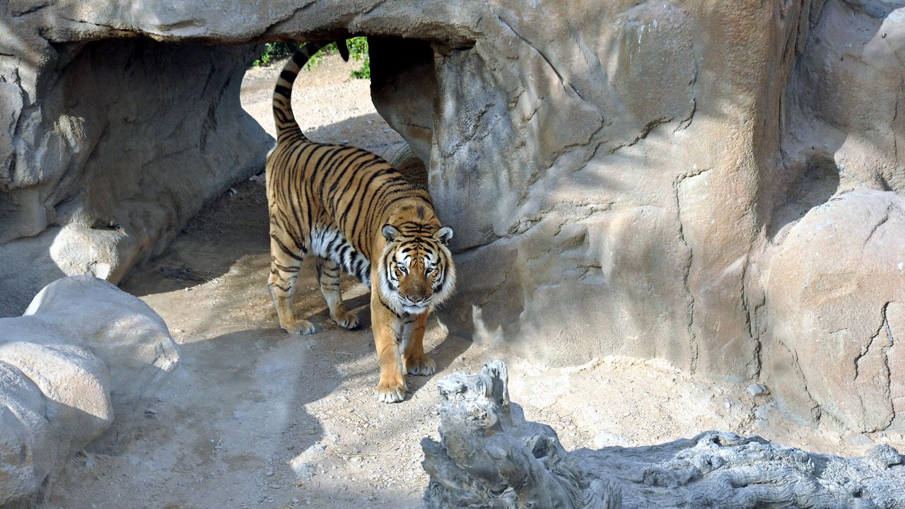 Wallpaper tiger, reserve, rocks, predator