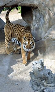 Preview wallpaper tiger, reserve, rocks, predator