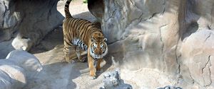 Preview wallpaper tiger, reserve, rocks, predator