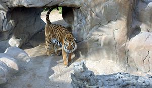 Preview wallpaper tiger, reserve, rocks, predator