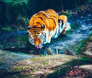 Preview wallpaper tiger, river, water hole