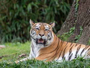 Preview wallpaper tiger, roar, animal, predator, big cat