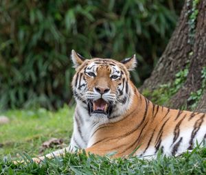 Preview wallpaper tiger, roar, animal, predator, big cat