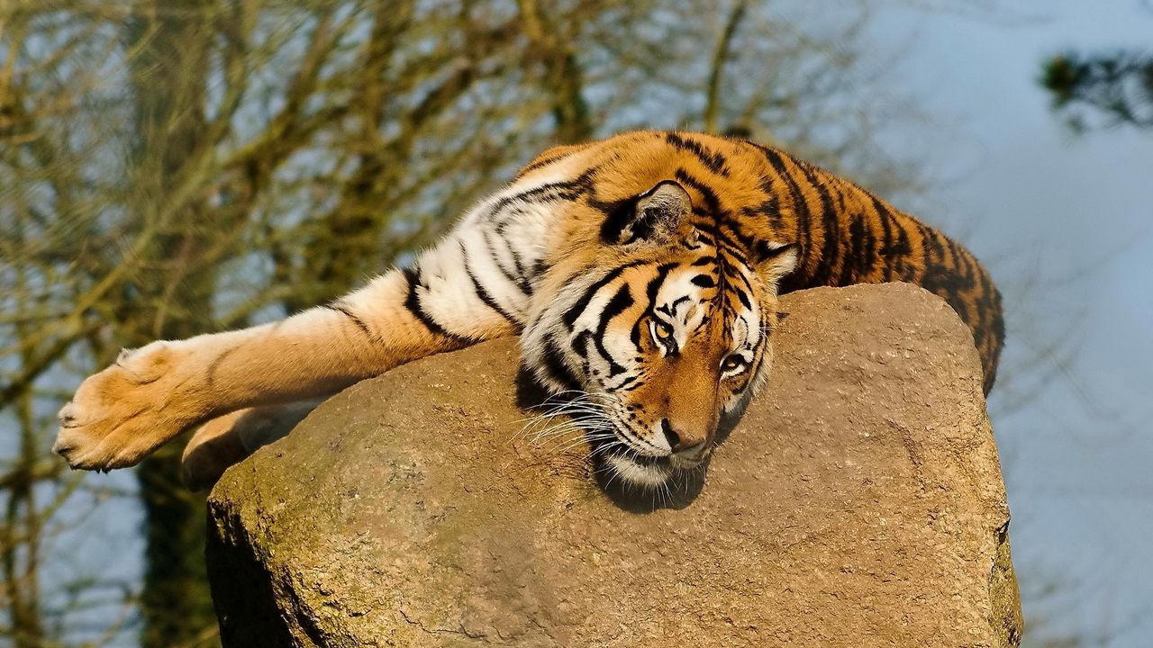 Wallpaper tiger, rock, lying, warm