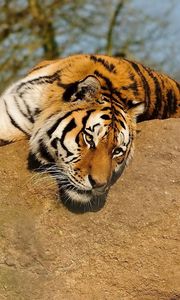 Preview wallpaper tiger, rock, lying, warm