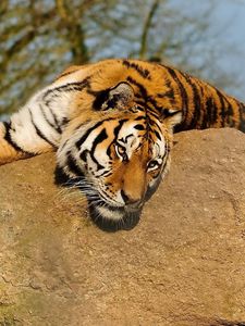 Preview wallpaper tiger, rock, lying, warm