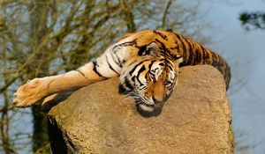 Preview wallpaper tiger, rock, lying, warm