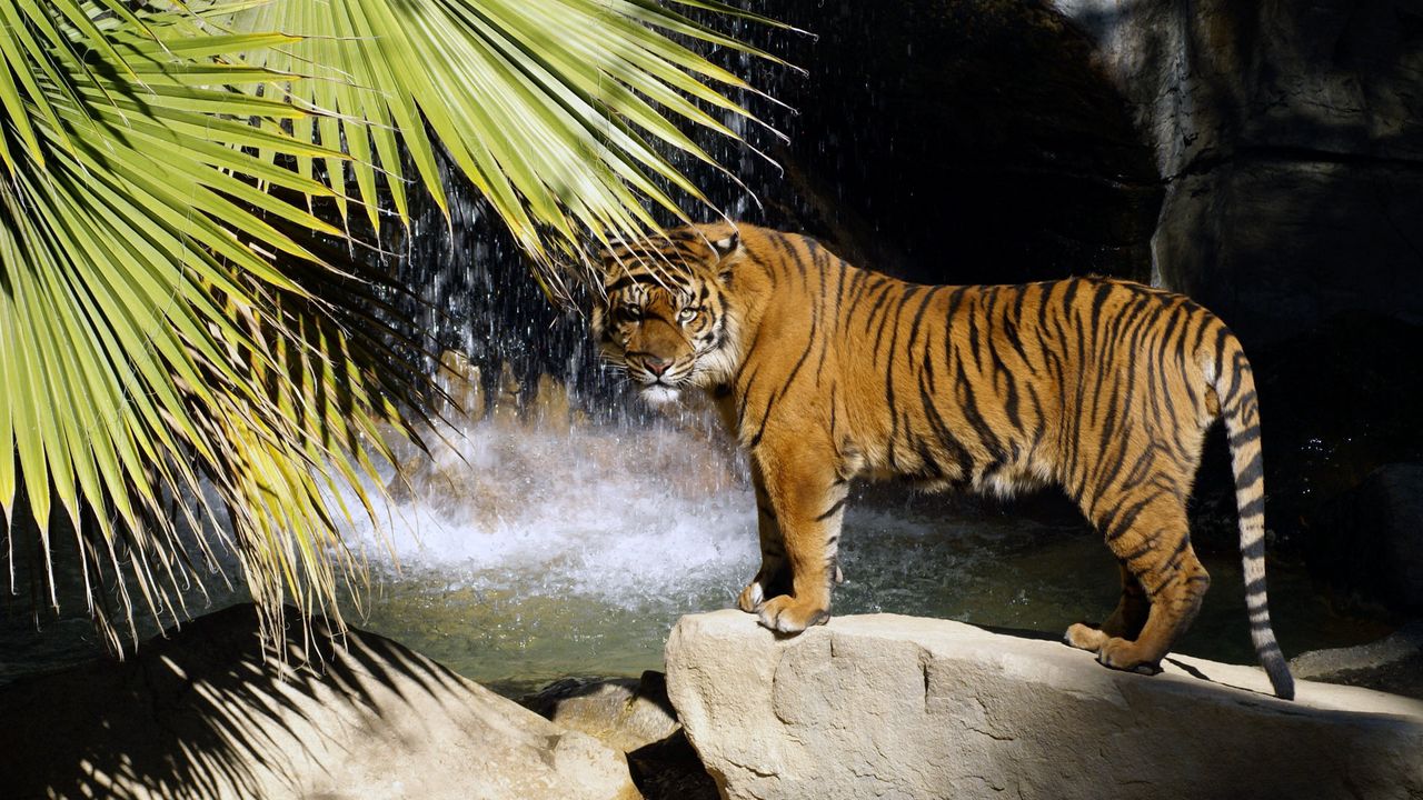 Wallpaper tiger, rock, tree, stand, waterfall