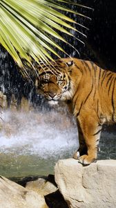 Preview wallpaper tiger, rock, tree, stand, waterfall