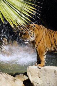 Preview wallpaper tiger, rock, tree, stand, waterfall