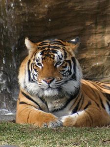 Preview wallpaper tiger, rocks, lying, grass, predators, big cat