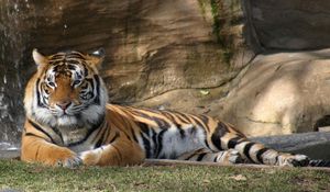 Preview wallpaper tiger, rocks, lying, grass, predators, big cat