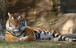 Preview wallpaper tiger, rocks, lying, grass, predators, big cat