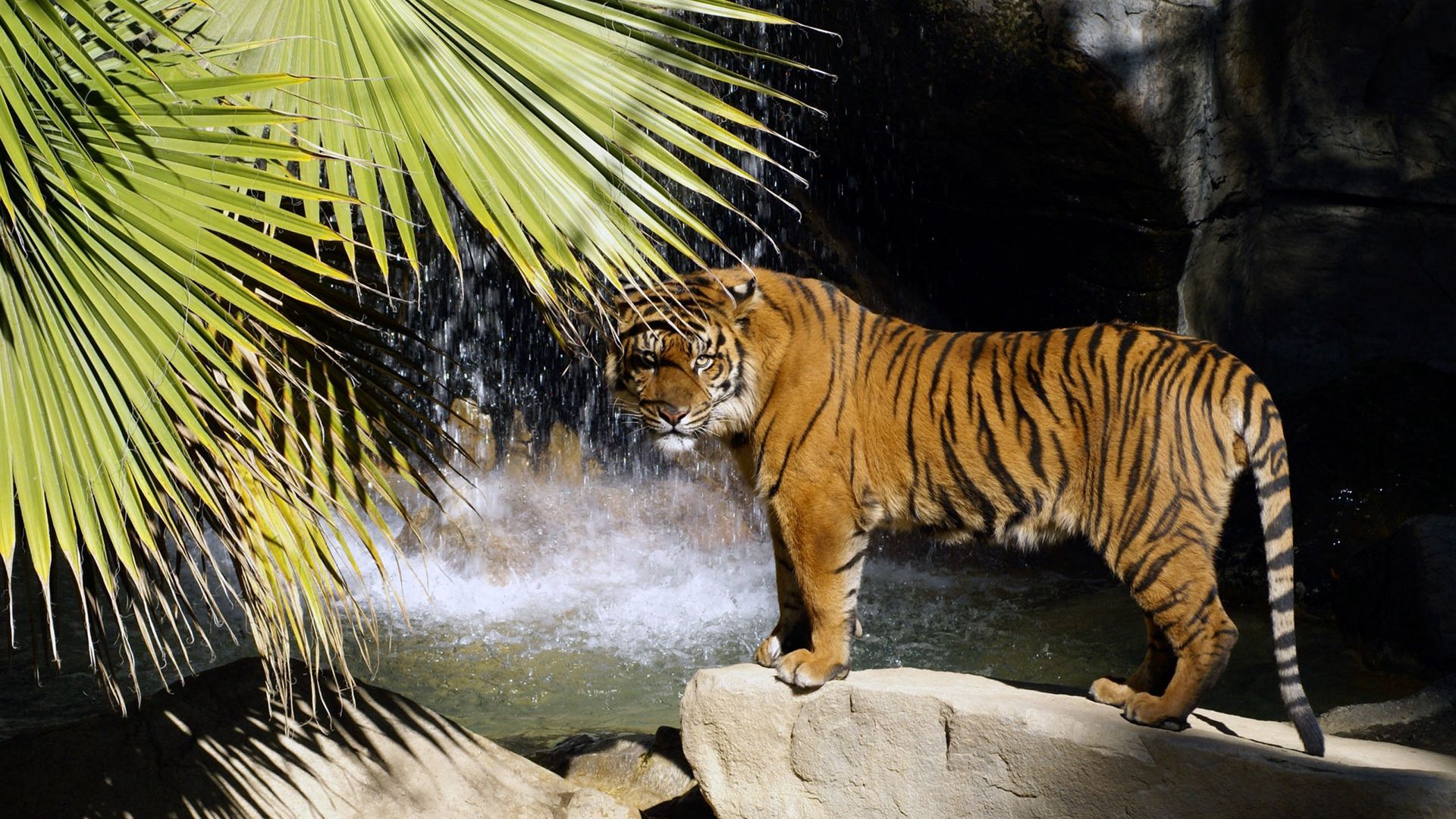 Download Wallpaper 1920x1080 Tiger Rocks Waterfalls Bush Full Hd