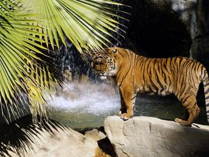 Preview wallpaper tiger, rocks, waterfalls, bush