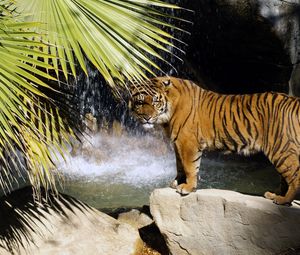 Preview wallpaper tiger, rocks, waterfalls, bush