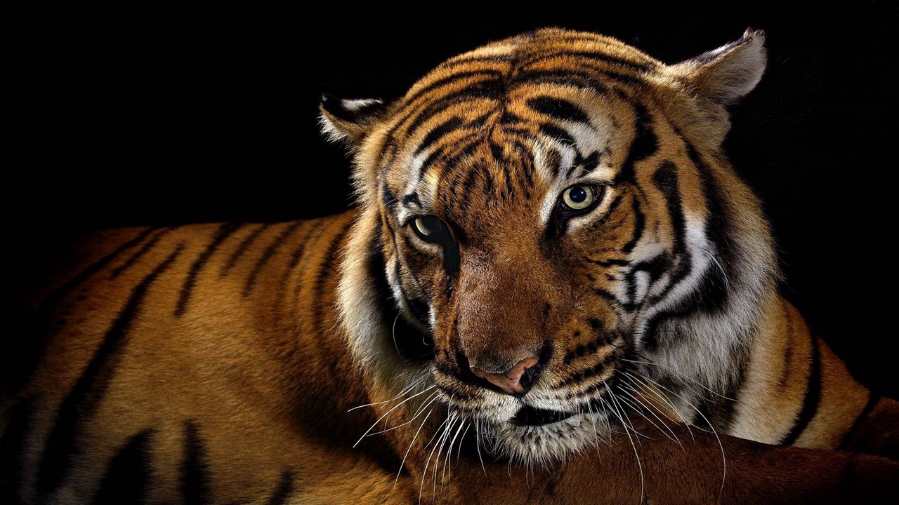 Wallpaper tiger, shadow, striped, big cat