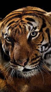 Preview wallpaper tiger, shadow, striped, big cat