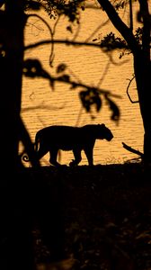 Preview wallpaper tiger, silhouette, dark, predator, wildlife