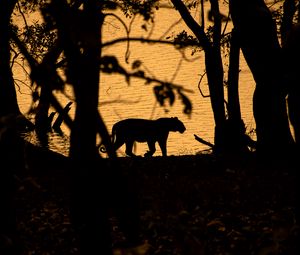 Preview wallpaper tiger, silhouette, dark, predator, wildlife