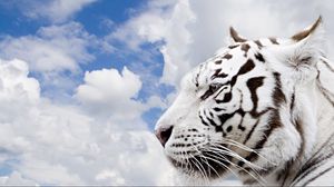 Preview wallpaper tiger, sky, face, predator