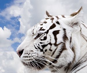 Preview wallpaper tiger, sky, face, predator