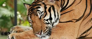 Preview wallpaper tiger, sleep, rest, predator