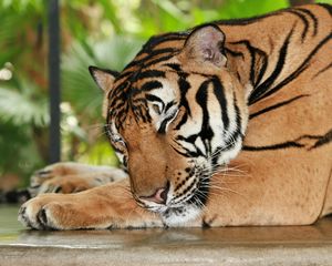 Preview wallpaper tiger, sleep, rest, predator