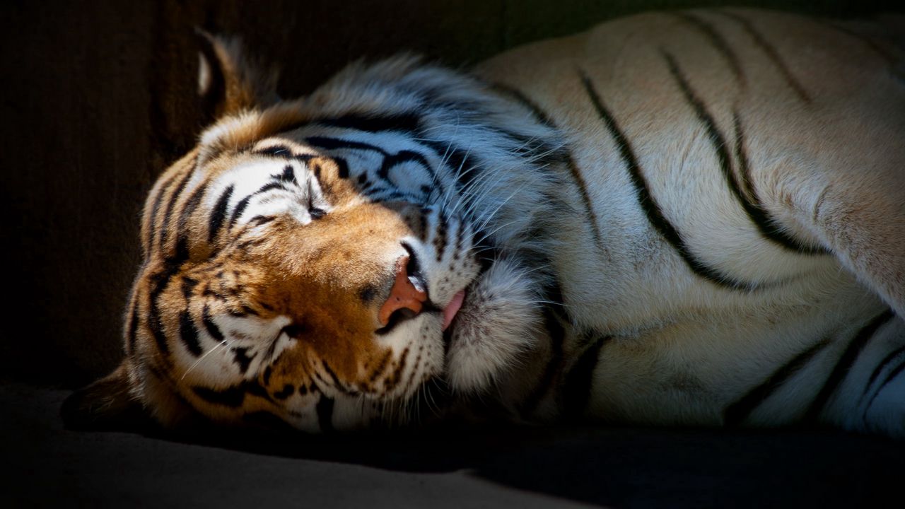 Wallpaper tiger, sleep, shadow, striped, big cat, predator