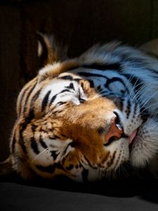 Preview wallpaper tiger, sleep, shadow, striped, big cat, predator