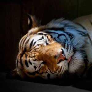 Preview wallpaper tiger, sleep, shadow, striped, big cat, predator