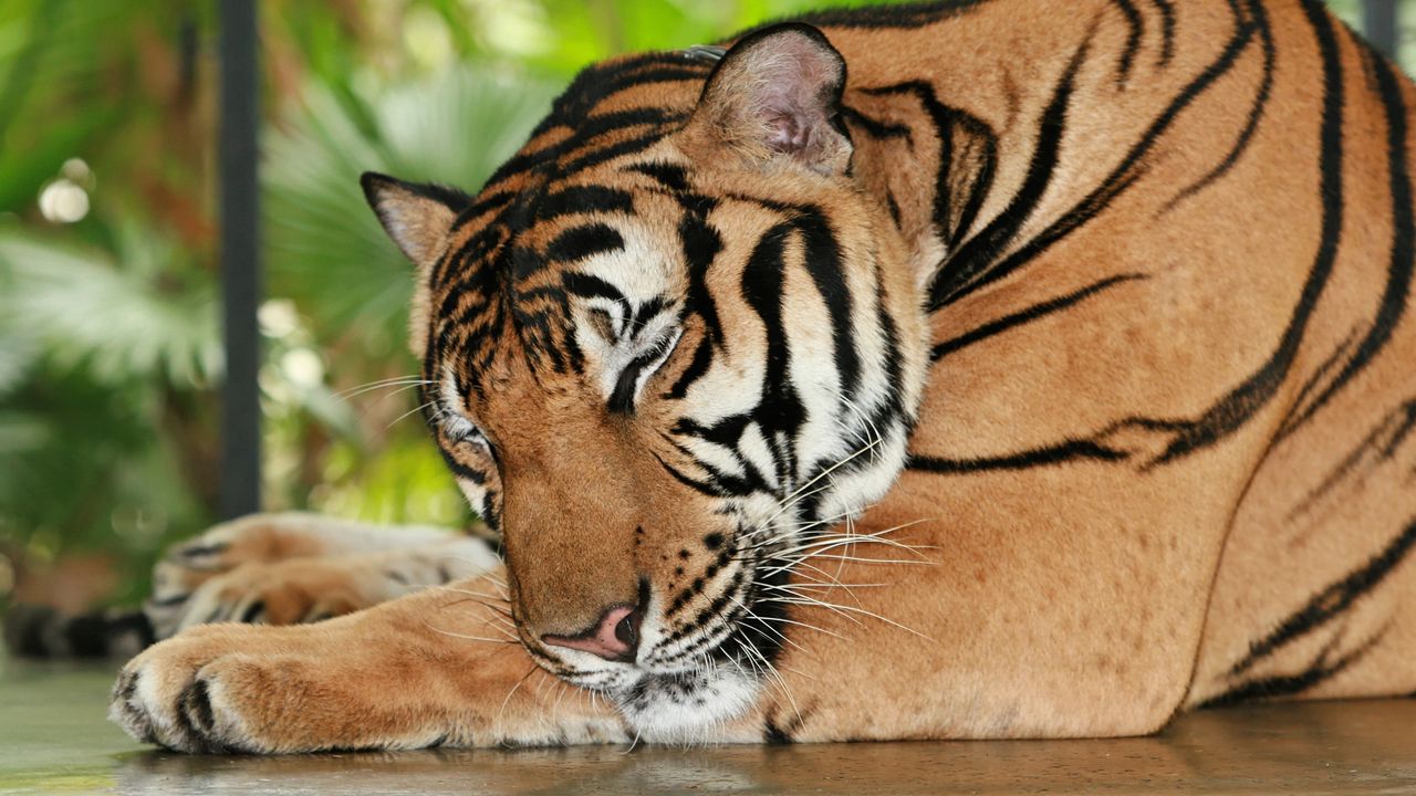 Wallpaper tiger, sleeping, predator, muzzle, big cat