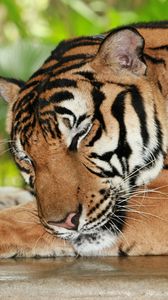 Preview wallpaper tiger, sleeping, predator, muzzle, big cat