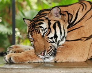 Preview wallpaper tiger, sleeping, predator, muzzle, big cat