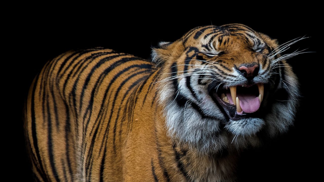 Wallpaper tiger, smile, predatory, teeth