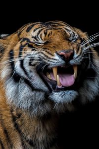 Preview wallpaper tiger, smile, predatory, teeth
