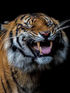 Preview wallpaper tiger, smile, predatory, teeth