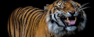 Preview wallpaper tiger, smile, predatory, teeth
