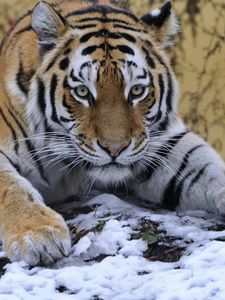 Preview wallpaper tiger, snout, snow, lying