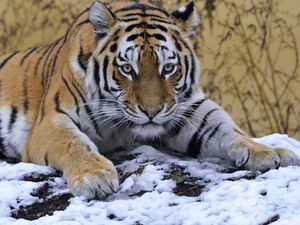 Preview wallpaper tiger, snout, snow, lying