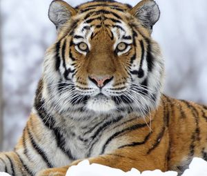 Preview wallpaper tiger, snout, snow, look
