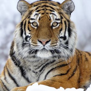 Preview wallpaper tiger, snout, snow, look