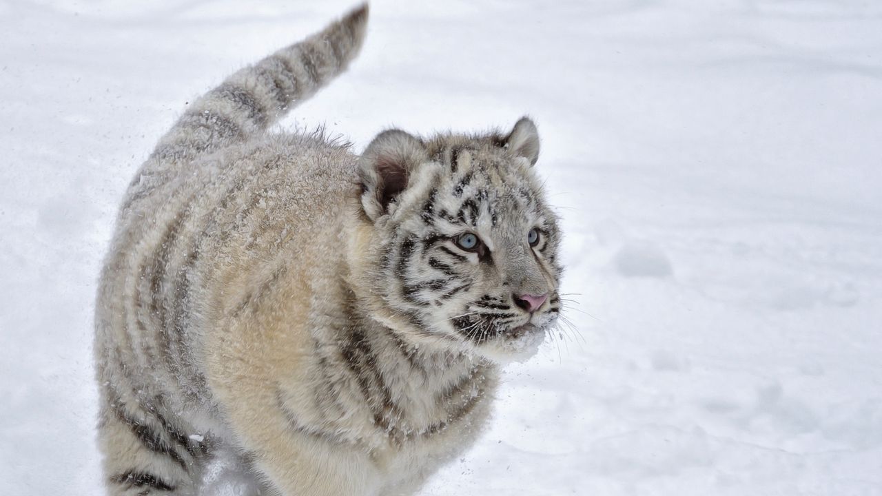 Wallpaper tiger, snow, albino, winter, run