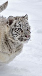 Preview wallpaper tiger, snow, albino, winter, run